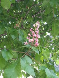 マロニエの花