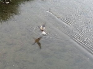 湯殿川の水面にトリが飛び立つ瞬間