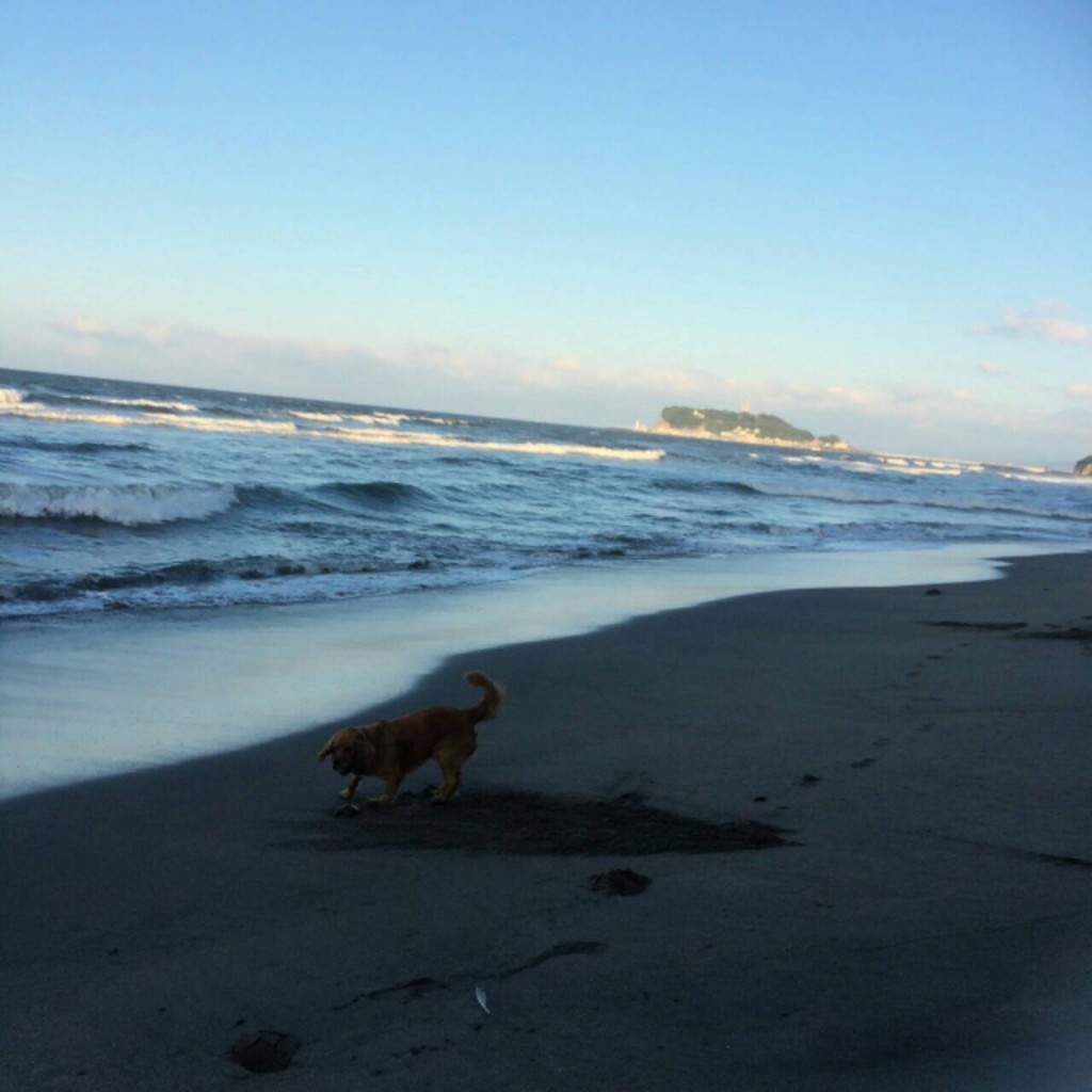 2014　夏　犬と海