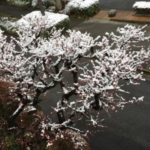 梅の木に雪帽子