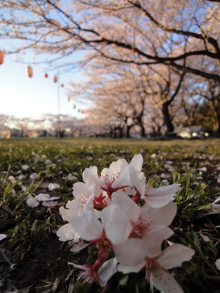 2014年4月の桜