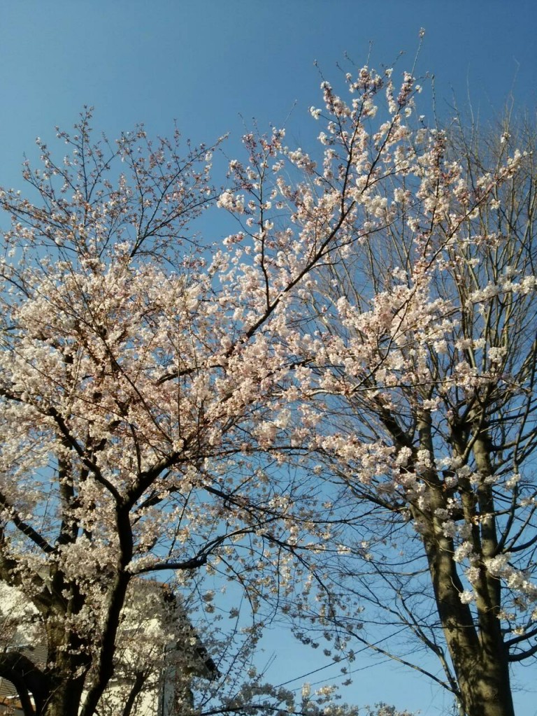 2014.3.31 桜サクラ
