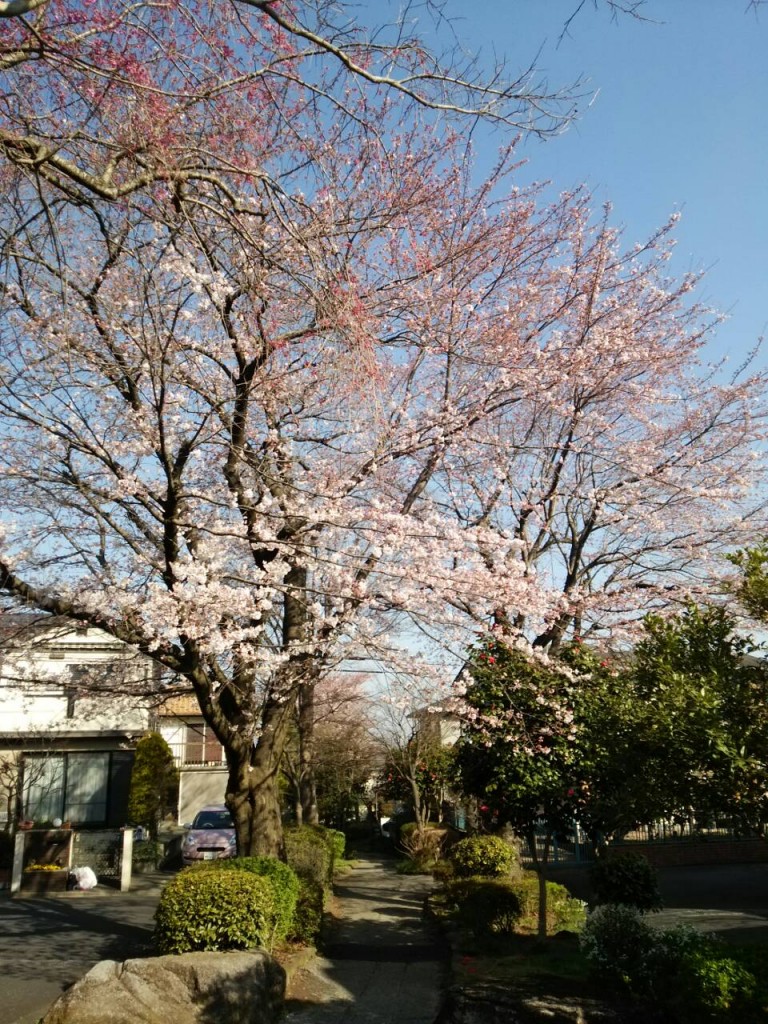 八王子　桜　さくら