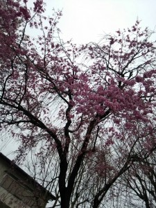 本日の八王子の桜　2015.4.4