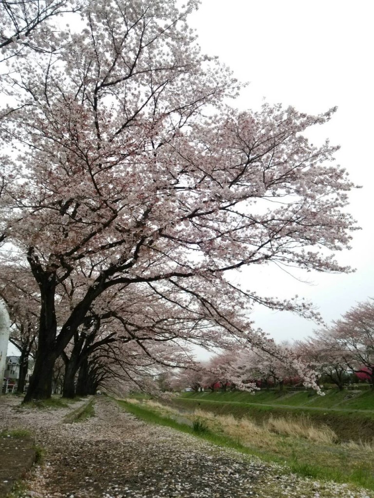 長房町　桜の季節
