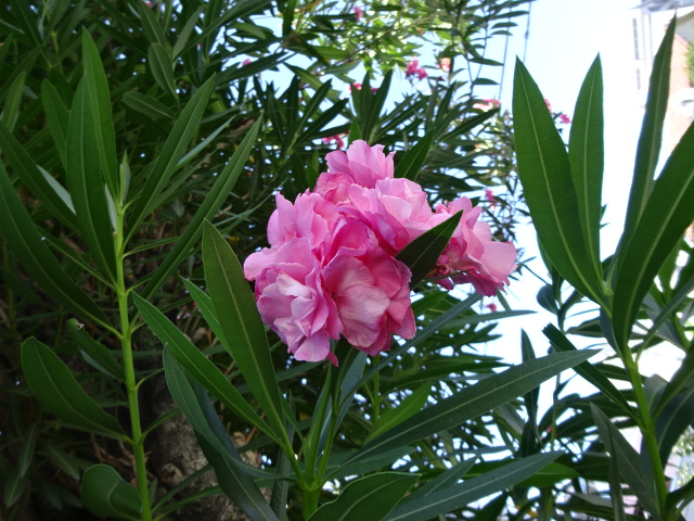 八王子に咲く ピンクの花