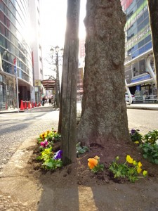 街路樹　埋め込みのお花　京王八王子