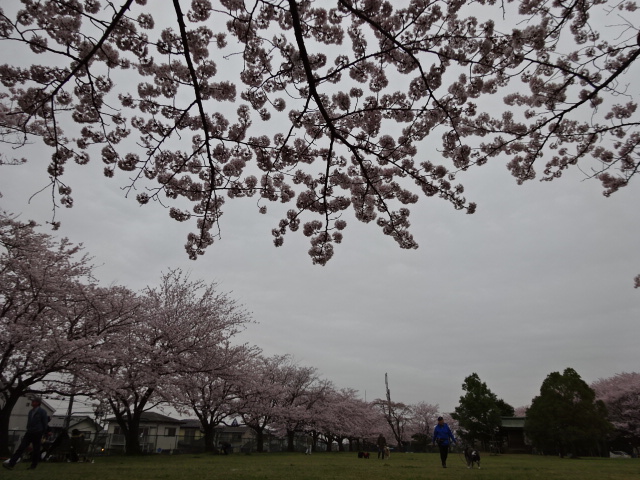 2015年　さくら　白山神社まちの広場