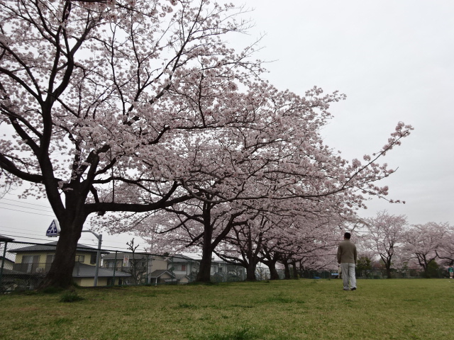 2015年　さくら　白山神社まちの広場