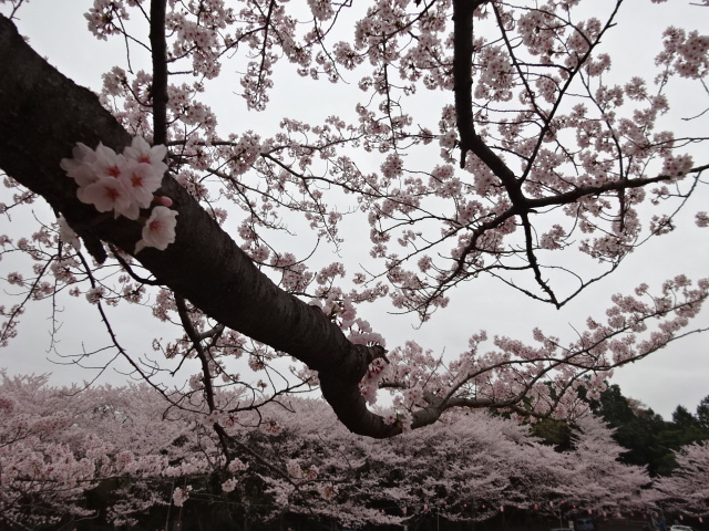 2015年　さくら　白山神社まちの広場