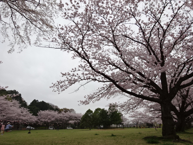 2015年　さくら　白山神社まちの広場