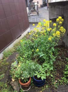 菜の花　ミニガーデン