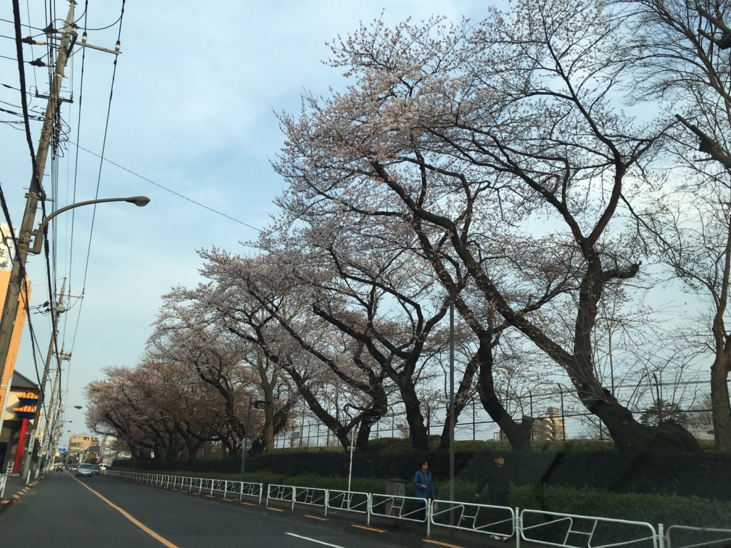 富士森公園さくら